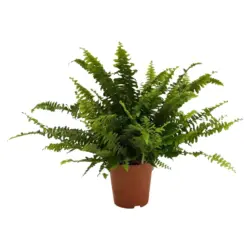 Папрат (Нефролепсис) Ø12 см