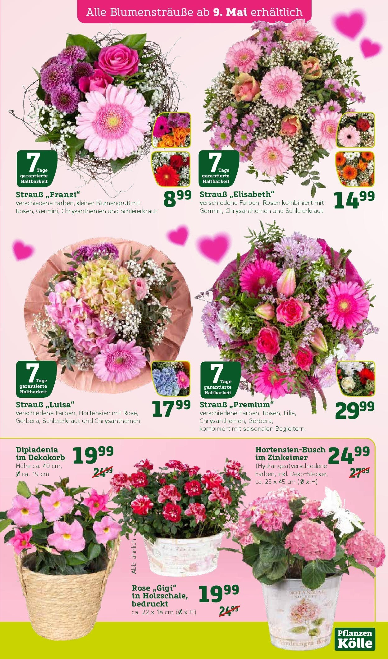 Pflanzen-Kölle Prospekt 	 (ab 05.05.2025) zum Blättern | Seite: 3 | Produkte: Hortensie