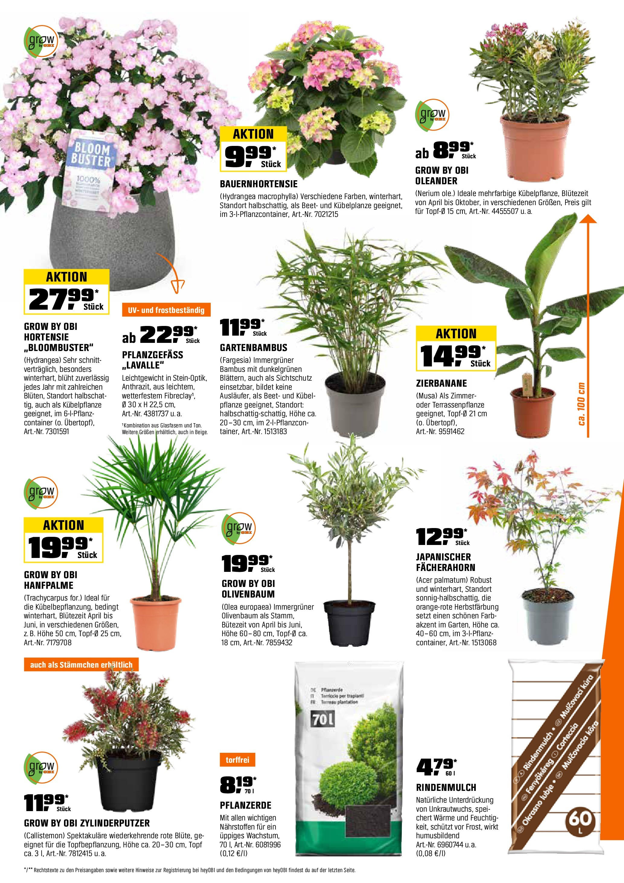 Obi - Biberstarke Angebote (ab 29.04.2025) zum Blättern | Seite: 4 | Produkte: Rindenmulch, Pflanzerde, Hortensie Obi - Biberstarke Angebote (ab 29.04.2025) zum Blättern | Seite: 4 | Produkte: Rindenmulch, Pflanzerde, Hortensie