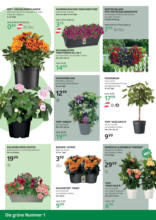 bellaflora: Muttertag-Aktion