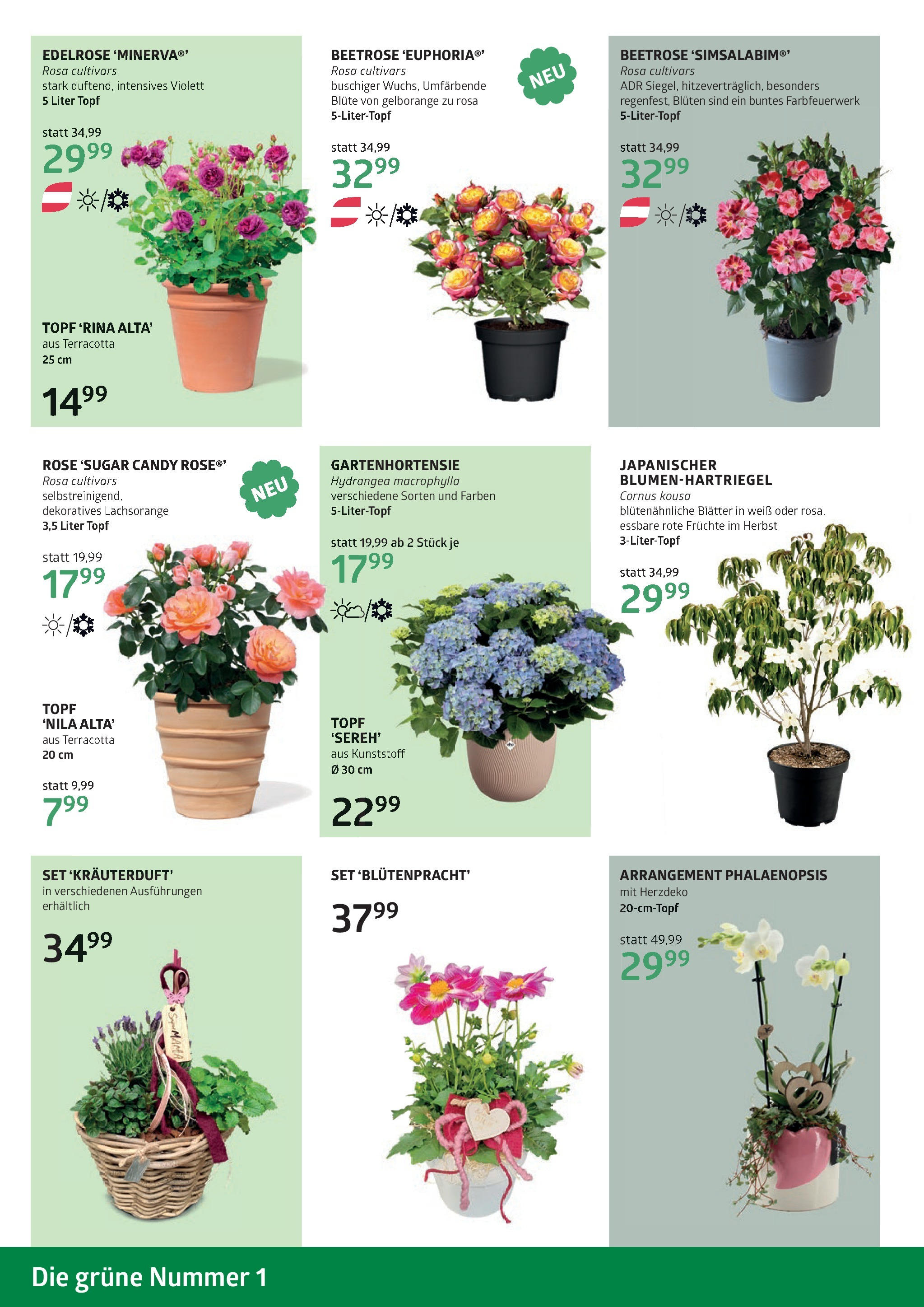bellaflora Muttertag-Aktion von 02.05.2025 - Aktuelle Angebote | Seite: 6