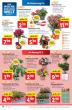 Lidl Österreich Lidl: Flugblatt in deiner Nähe - ab 08.05.2025
