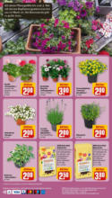 Rewe: Wochenangebote
