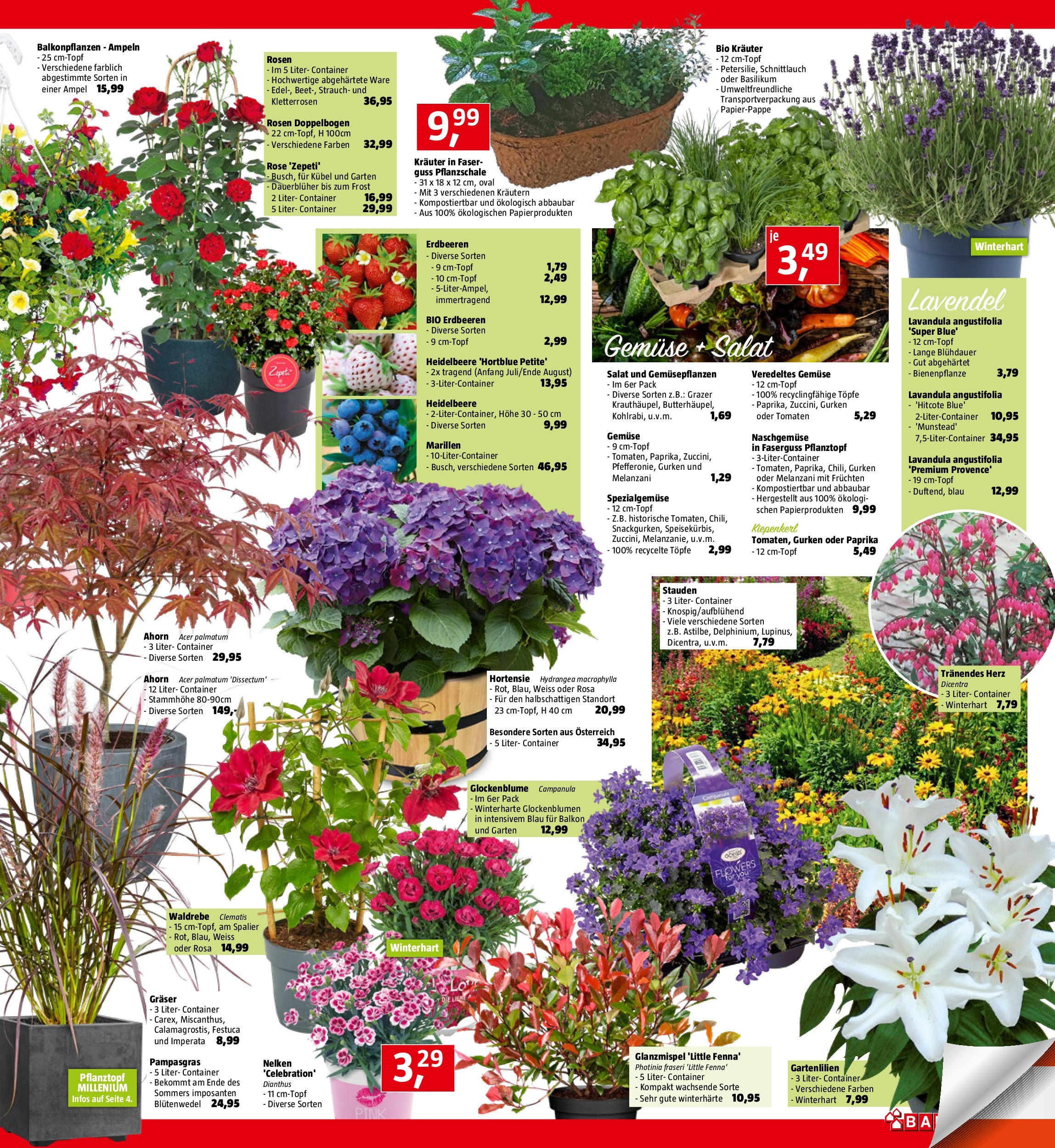 Bauhaus Prospekt aktuell (07.05.2025) || Aktuelle Angebote | Seite: 3 | Produkte: Erdbeeren, Gurken, Salat, Gemüse Bauhaus Prospekt aktuell von 07.05.2025 - Aktuelle Angebote | Seite: 3 | Produkte: Erdbeeren, Gurken, Salat, Gemüse
