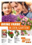 OBI: Bring Farbe in den Garten