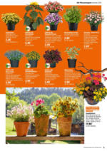 OBI OBI: Bring Farbe in den Garten - bis 25.05.2025