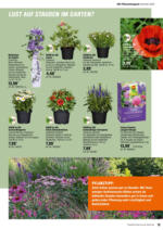OBI OBI: Bring Farbe in den Garten - bis 25.05.2025