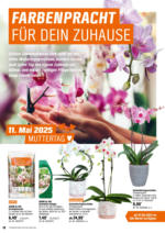 OBI OBI: Bring Farbe in den Garten - bis 25.05.2025