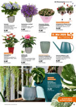 OBI OBI: Bring Farbe in den Garten - bis 25.05.2025