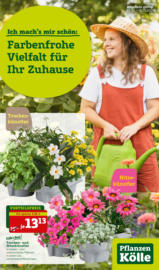 Pflanzen-Kölle: Farbenfrohe Vielfalt für Ihr Zuhause