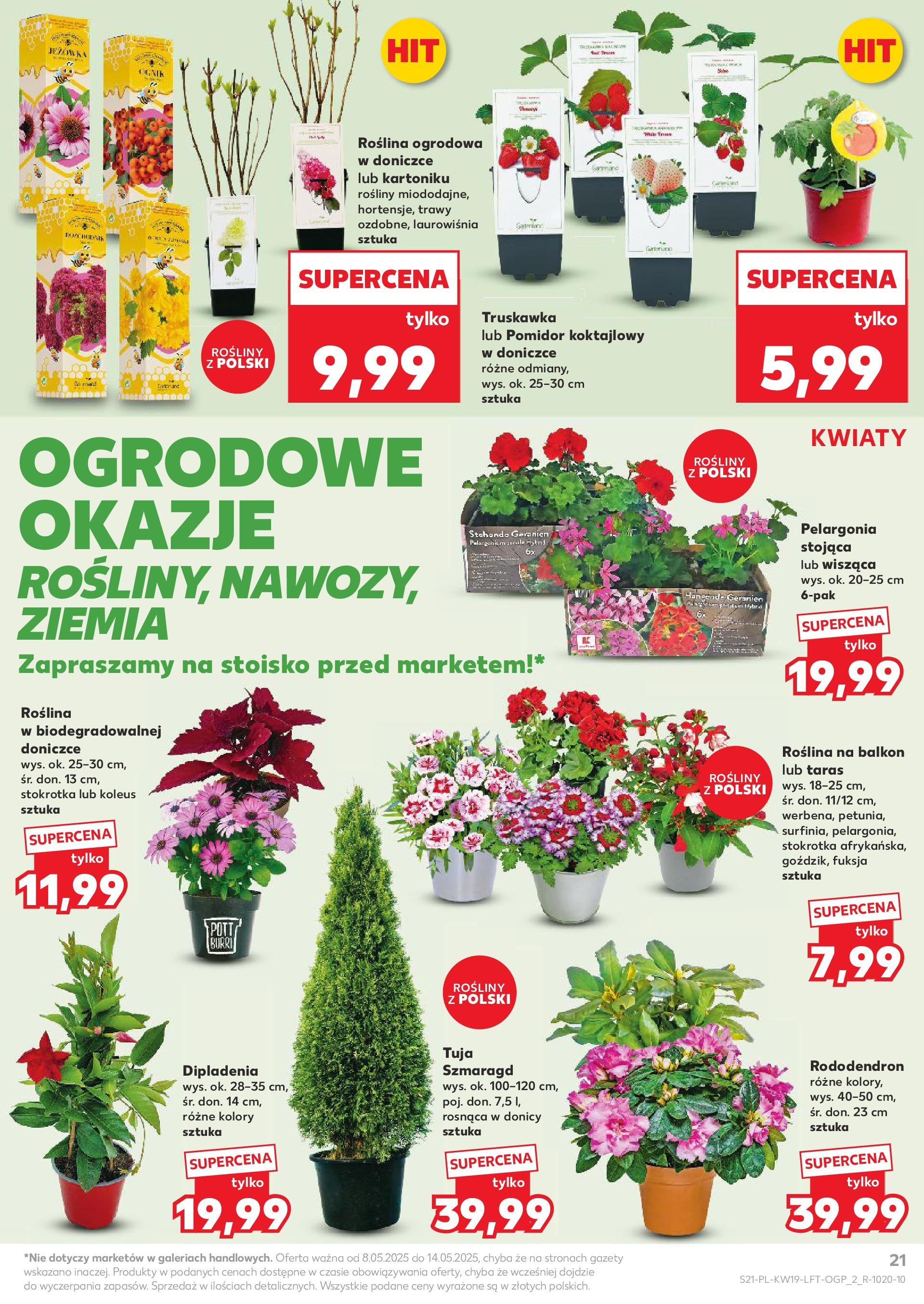 Kaufland gazetka (08.05.2025) - od jutra | Strona: 21 | Produkty: Trawy, Stokrotka, Ziemia, Rosliny Kaufland gazetka od 08.05.2025 - od jutra PDF | Strona: 21 | Produkty: Trawy, Stokrotka, Ziemia, Rosliny
