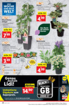 Lidl Österreich Lidl: Flugblatt in deiner Nähe - ab 15.05.2025