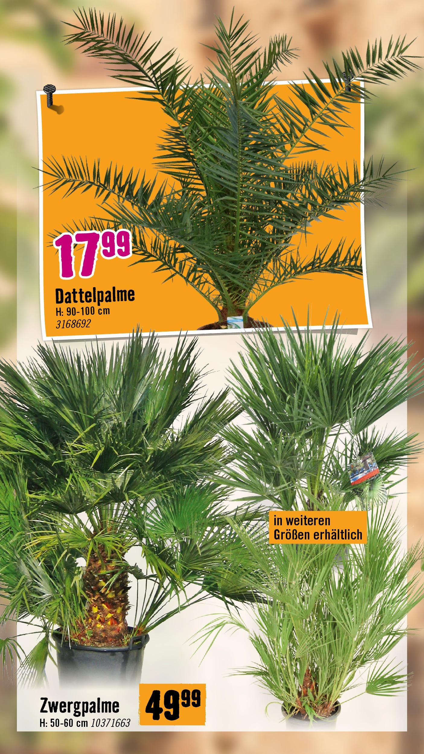 Hornbach Flugblatt (07.05.2025) || Aktuelle Angebote | Seite: 17 | Produkte: Pfeffer Hornbach Flugblatt von 07.05.2025 - Aktuelle Angebote | Seite: 17 | Produkte: Pfeffer