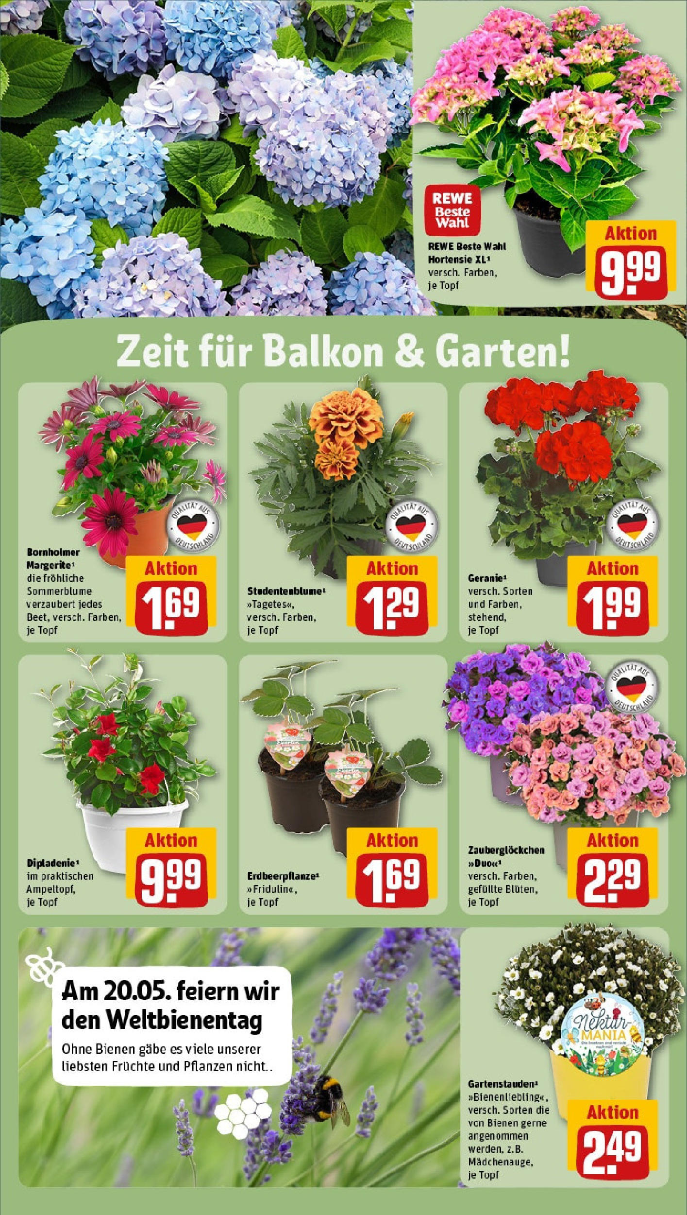 Rewe - Rewe: Wochenangebote (ab 18.05.2025) zum Blättern » Angebote | Seite: 28 | Produkte: Hortensie Rewe - Rewe: Wochenangebote (ab 18.05.2025) zum Blättern » Angebote | Seite: 28 | Produkte: Hortensie
