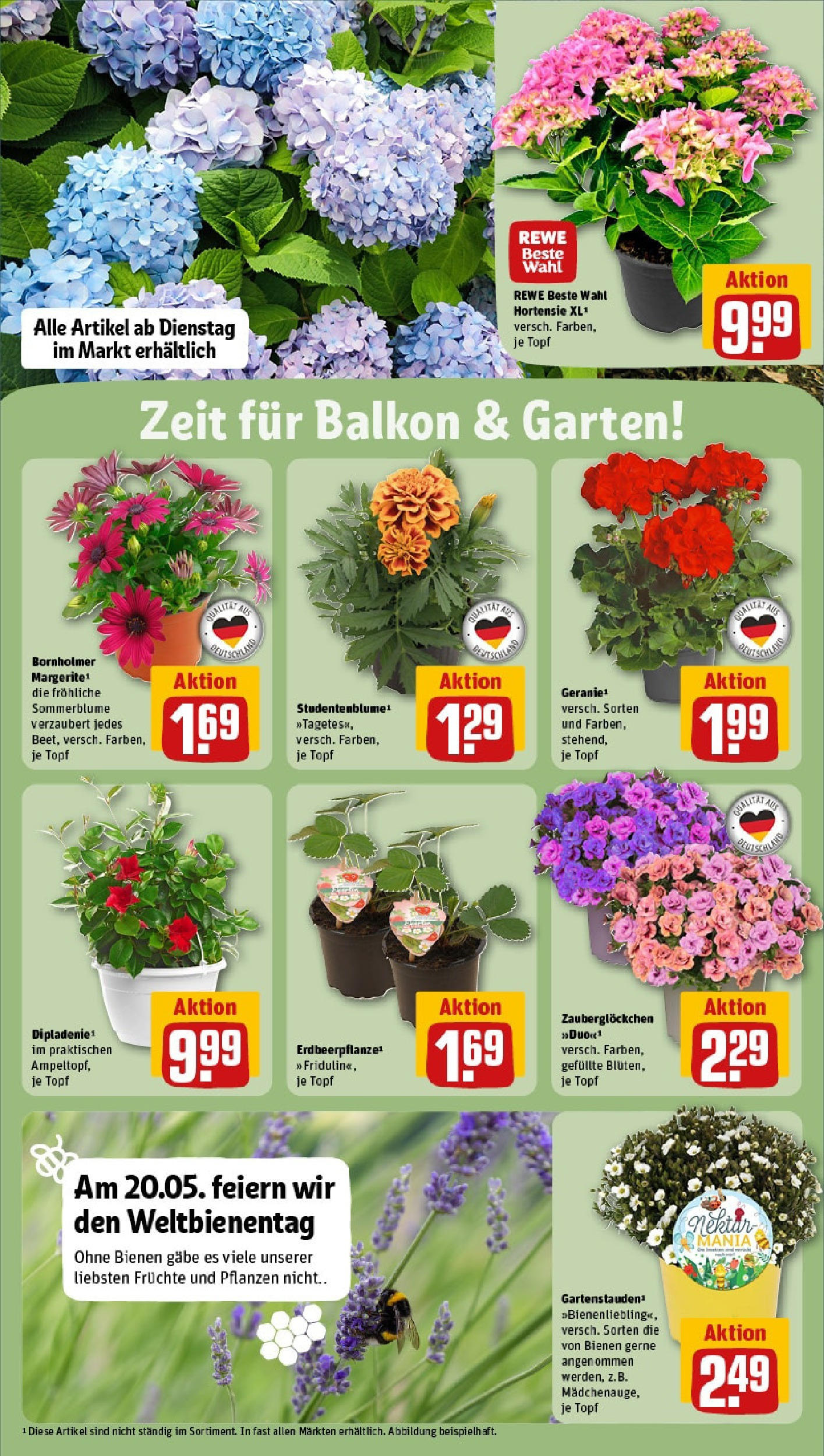 Rewe - Rewe: Wochenangebote (ab 18.05.2025) zum Blättern » Angebote | Seite: 28 | Produkte: Hortensie Rewe - Rewe: Wochenangebote (ab 18.05.2025) zum Blättern » Angebote | Seite: 28 | Produkte: Hortensie