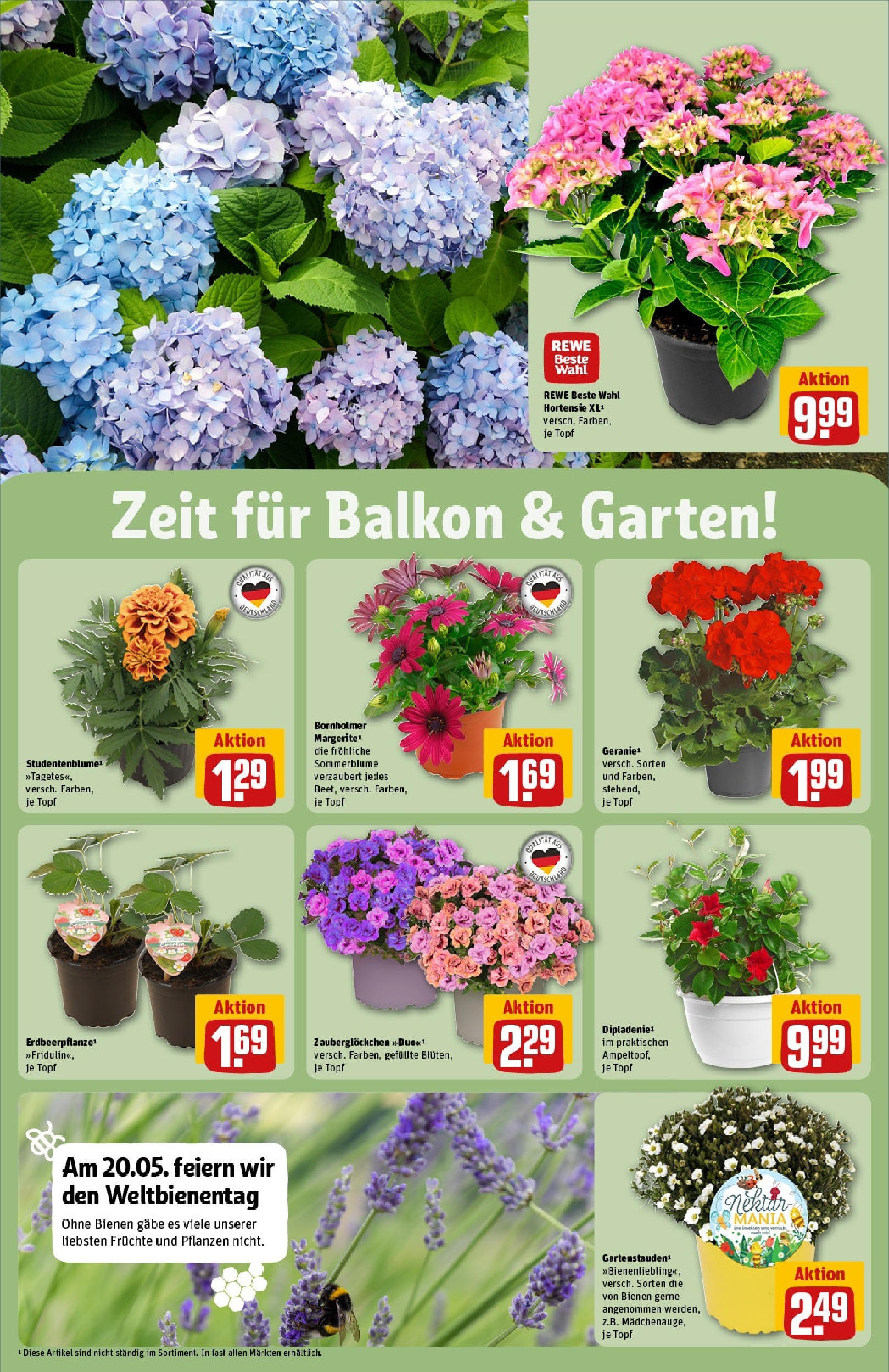 Rewe - Rewe: Wochenangebote (ab 18.05.2025) zum Blättern » Angebote | Seite: 28 | Produkte: Hortensie Rewe - Rewe: Wochenangebote (ab 18.05.2025) zum Blättern » Angebote | Seite: 28 | Produkte: Hortensie