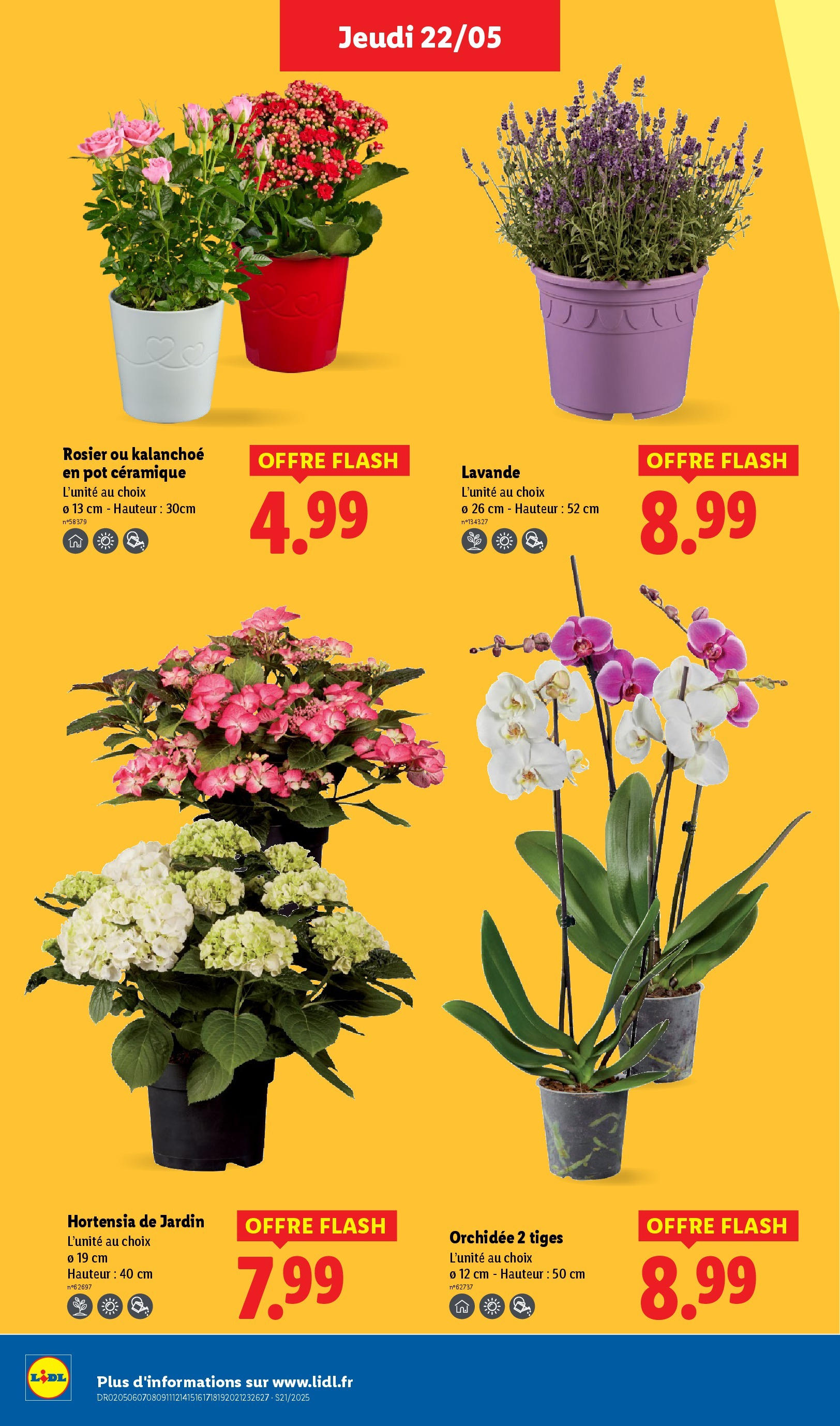 Catalogue LIDL du 21/05/2025 | Promo prospectus en ligne | Page: 32 | Produits: Hortensia, Rosier, Lavande, Orchidée Catalogue LIDL du 21/05/2025 | Promo prospectus en ligne | Page: 32 | Produits: Hortensia, Rosier, Lavande, Orchidée