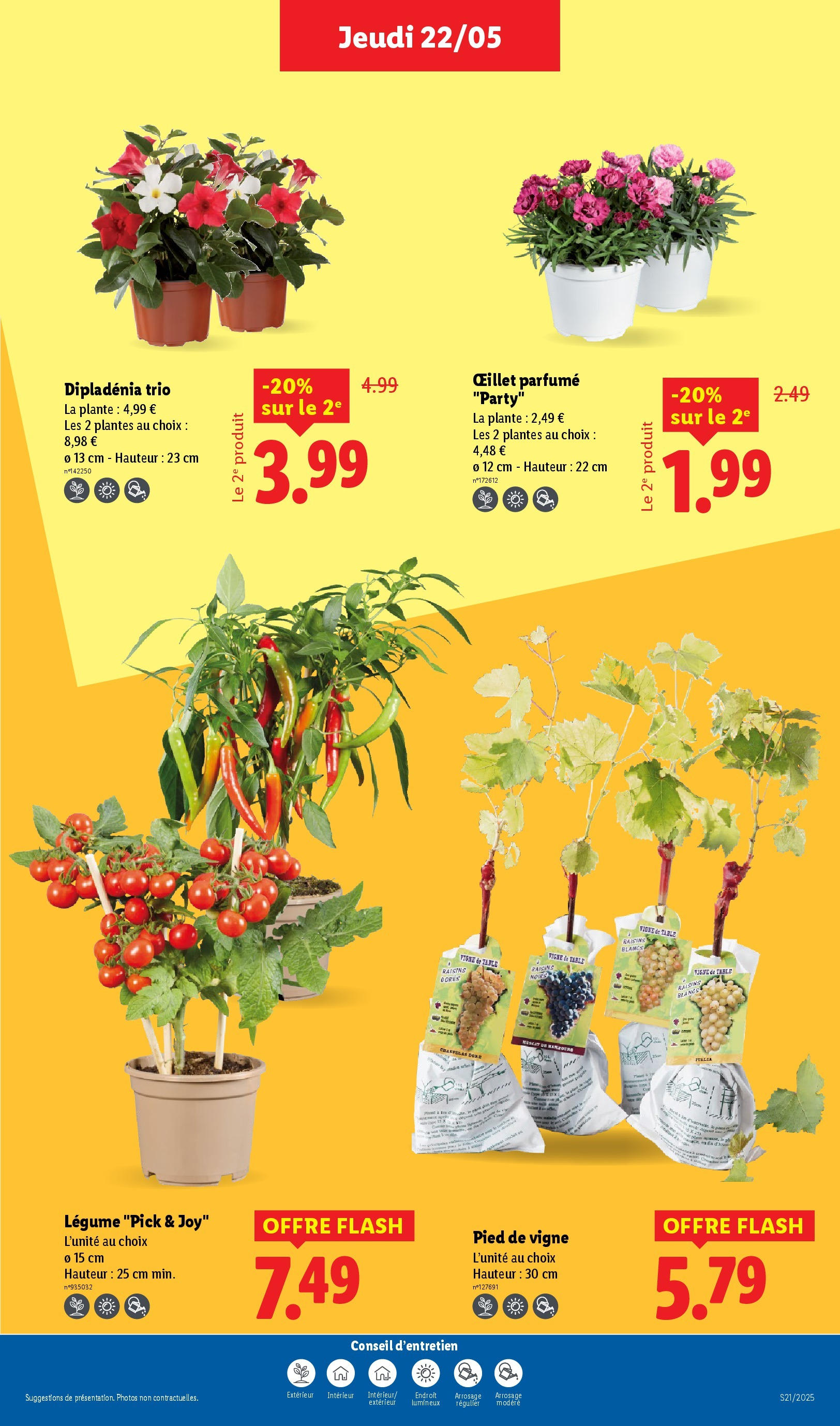 Catalogue LIDL du 21/05/2025 | Promo prospectus en ligne | Page: 33 | Produits: Plantes, Dipladénia, Table, Oeillet parfumé Catalogue LIDL du 21/05/2025 | Promo prospectus en ligne | Page: 33 | Produits: Plantes, Dipladénia, Table, Oeillet parfumé