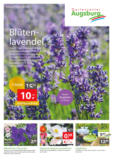 Gartencenter Augsburg: Wochenangebote
