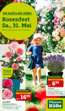 Pflanzen-Kölle Gartencenter Pflanzen-Kölle: Rosenfest - bis 01.06.2025
