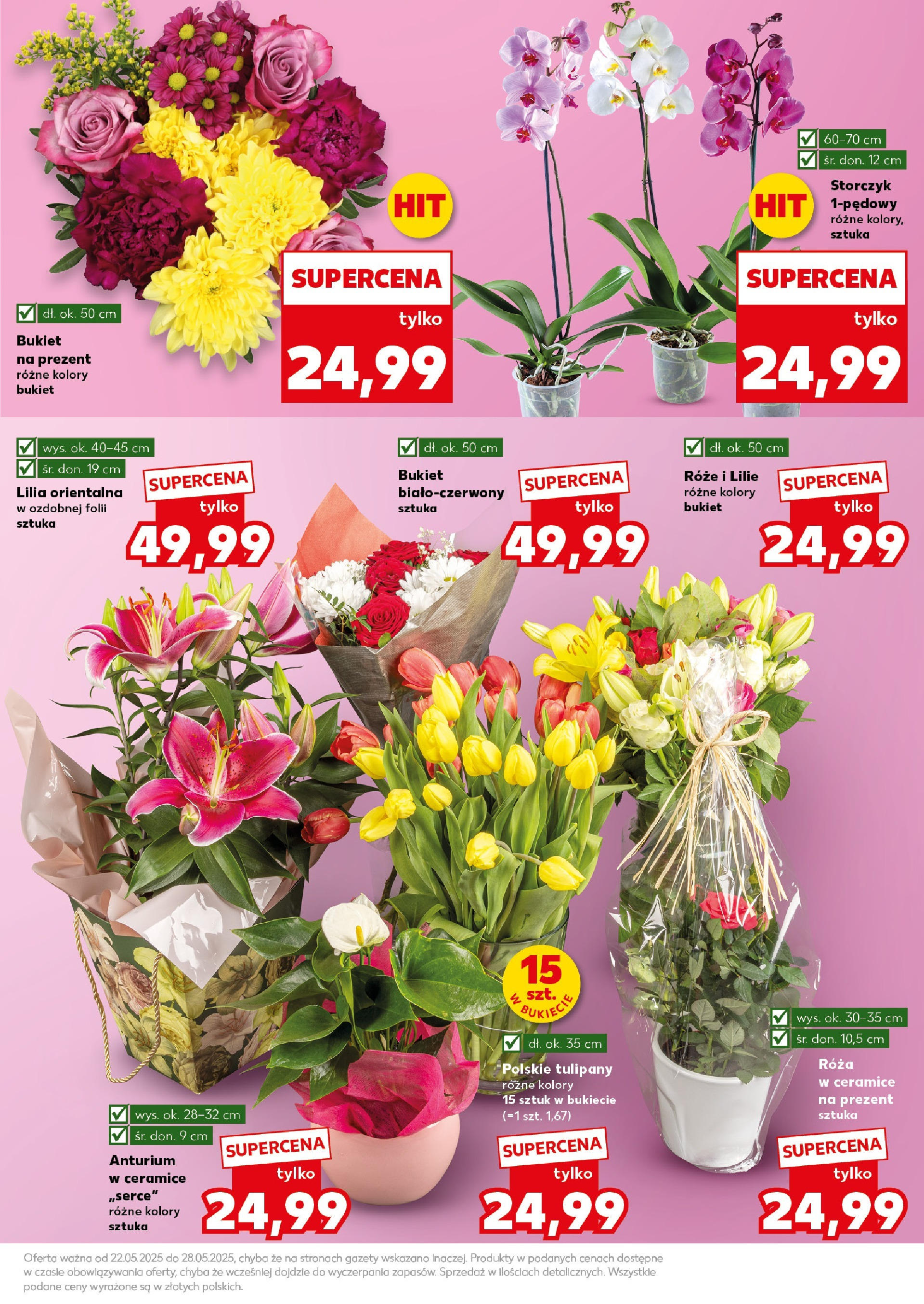 Kaufland gazetka - Mega okazje (22.05.2025) - od jutra | Strona: 7 | Produkty: Storczyk, Tulipany Kaufland gazetka - Mega okazje od 22.05.2025 - od jutra PDF | Strona: 7 | Produkty: Storczyk, Tulipany