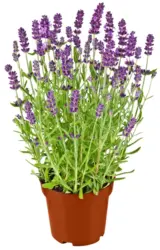 Лавандула или Сентполия Ø13 см или Ø12 см
