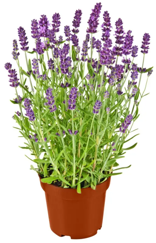 Лавандула или Сентполия Ø13 см или Ø12 см