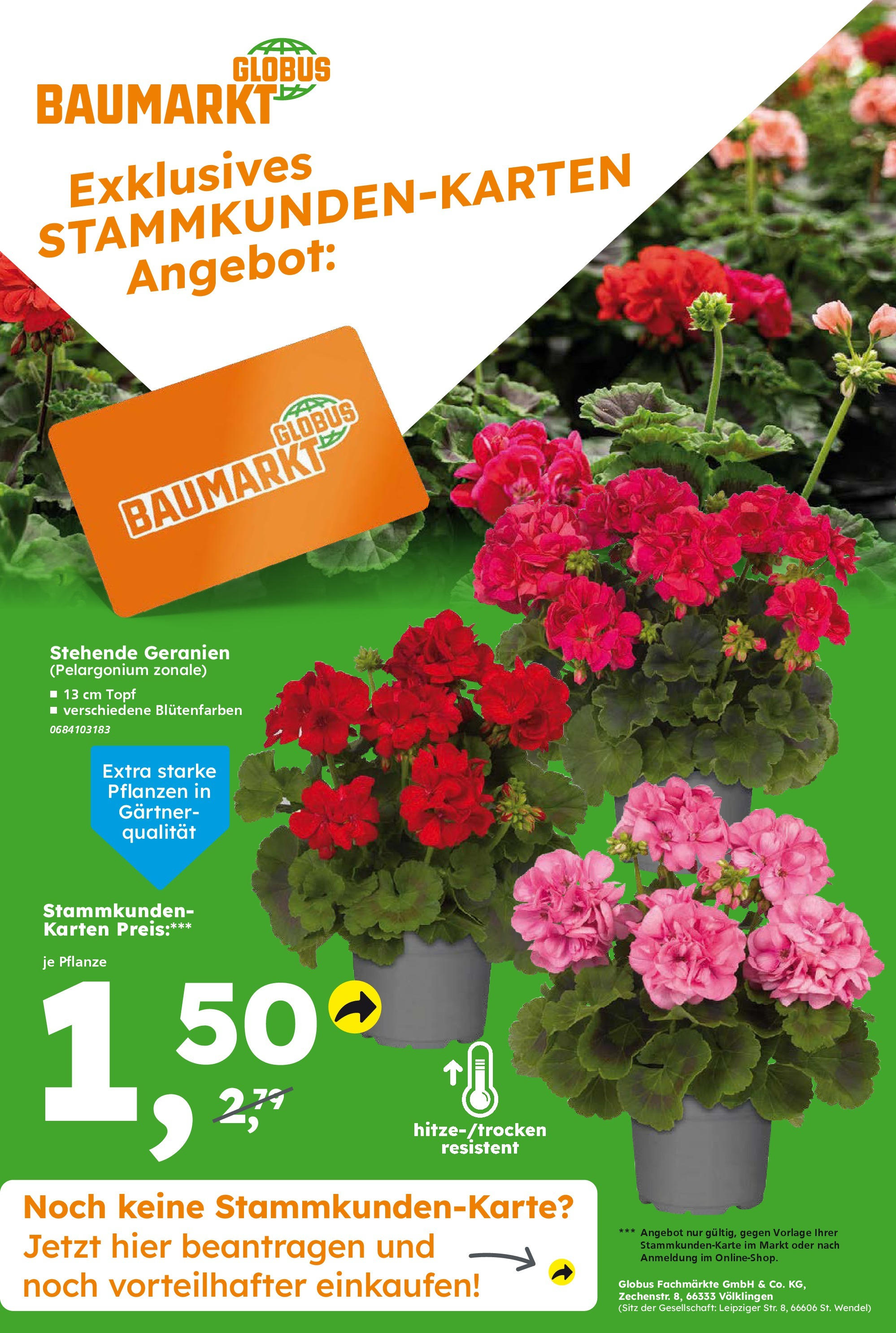Globus Baumarkt prospekt Forchheim	 (ab 25.05.2025) zum Blättern | Seite: 17 | Produkte: Geranien