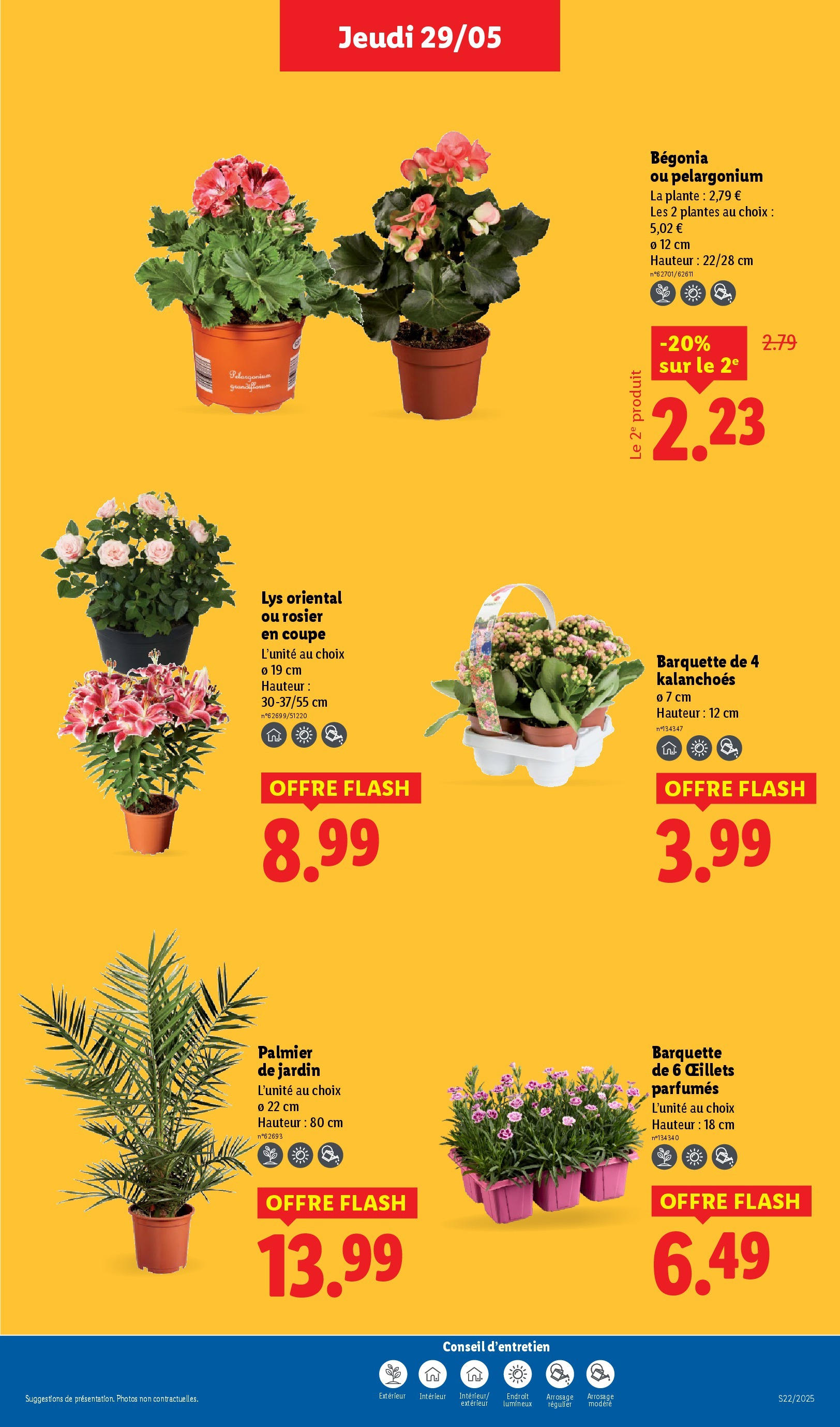 Catalogue LIDL du 28/05/2025 | Promo prospectus en ligne | Page: 33 | Produits: Rosier, Plantes, Palmier Catalogue LIDL du 28/05/2025 | Promo prospectus en ligne | Page: 33 | Produits: Rosier, Plantes, Palmier