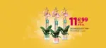 Delbard Les promotions sont là ! - au 15.06.2025