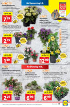 Lidl Österreich Lidl: Flugblatt in deiner Nähe - bis 07.06.2025