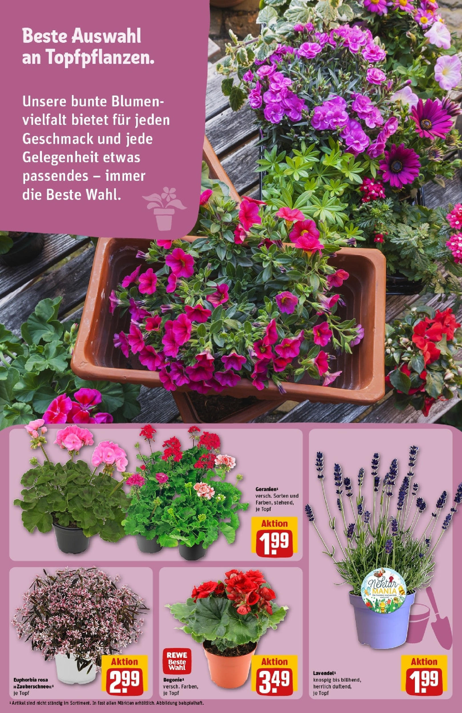 Rewe prospekt Grefrath	 (ab 01.06.2025) zum Blättern » Angebote | Seite: 15 | Produkte: Burger, Rotkäppchen, Schinken, Schafskase