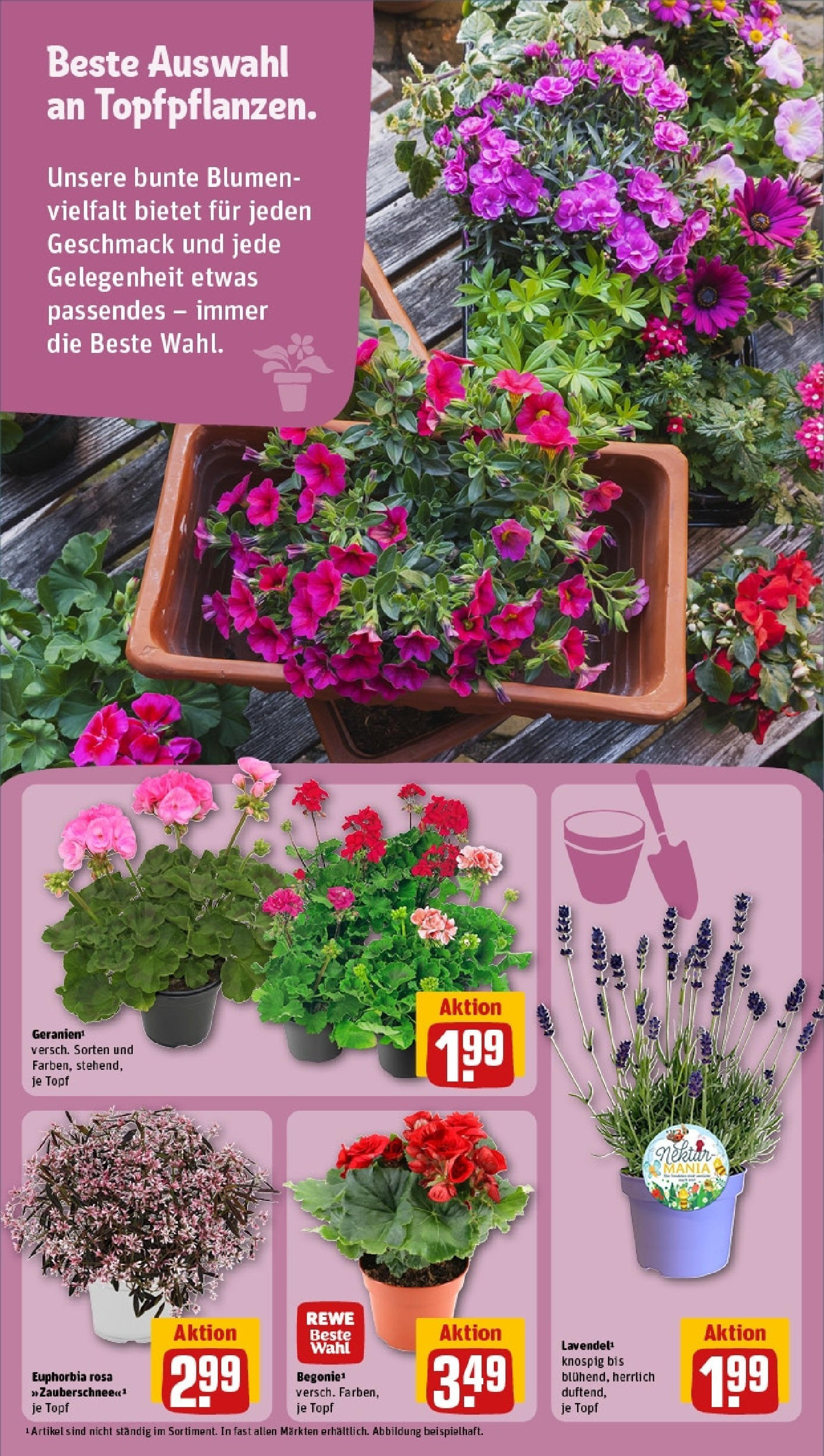 Rewe prospekt Köln / Zollstock	 (ab 01.06.2025) zum Blättern » Angebote | Seite: 15 | Produkte: Philadelphia, Burger, Leerdammer, Schafskase