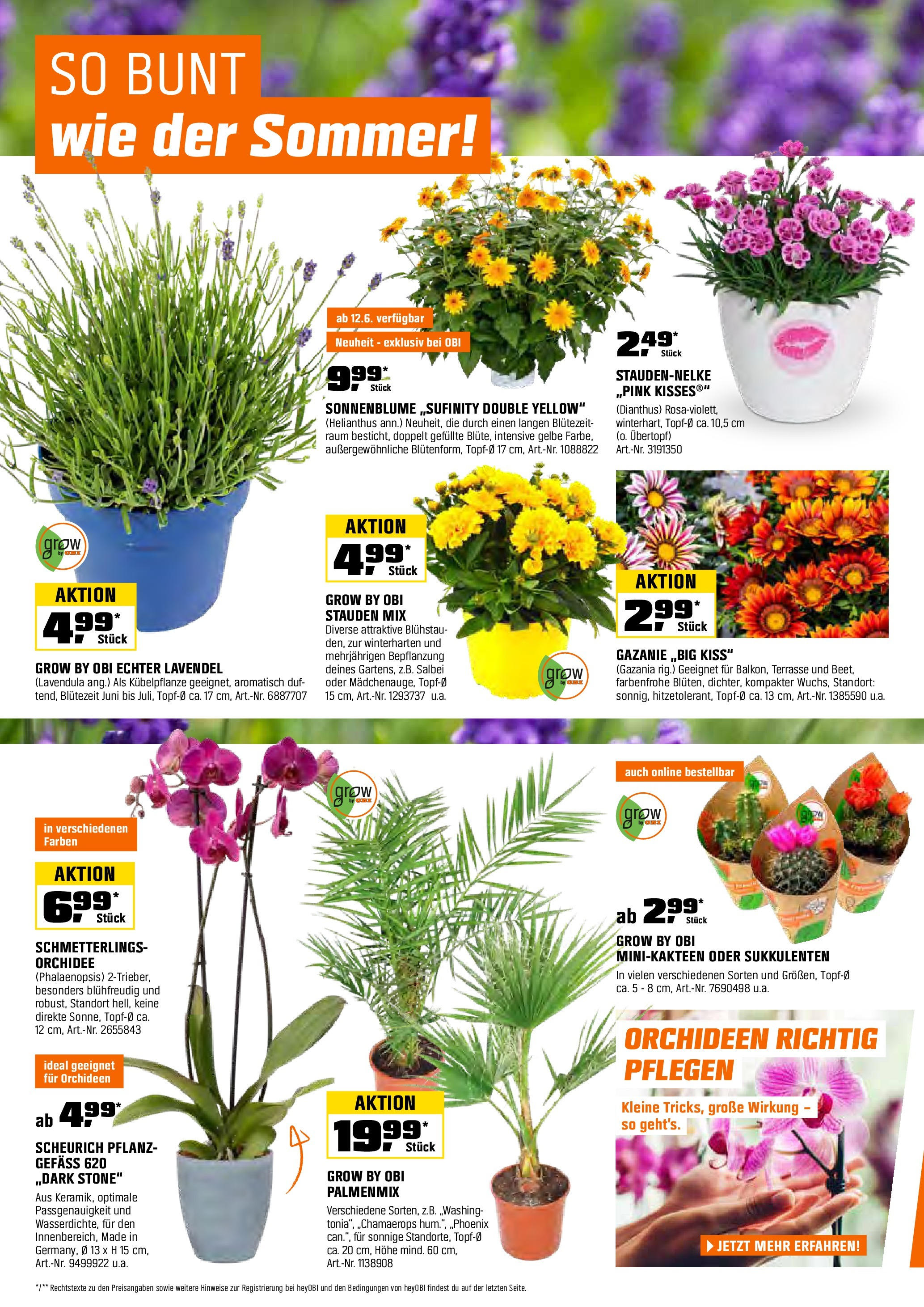 Obi - Biberstarke Angebote (ab 31.05.2025) zum Blättern | Seite: 4 | Produkte: Orchidee, Lavendel