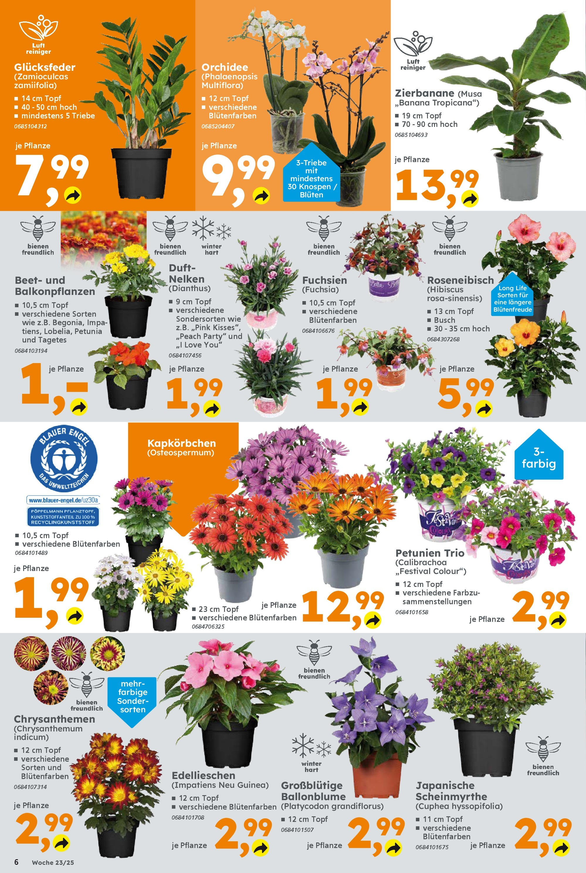 Globus Baumarkt prospekt Forchheim	 (ab 01.06.2025) zum Blättern | Seite: 6 | Produkte: Orchidee, Duft