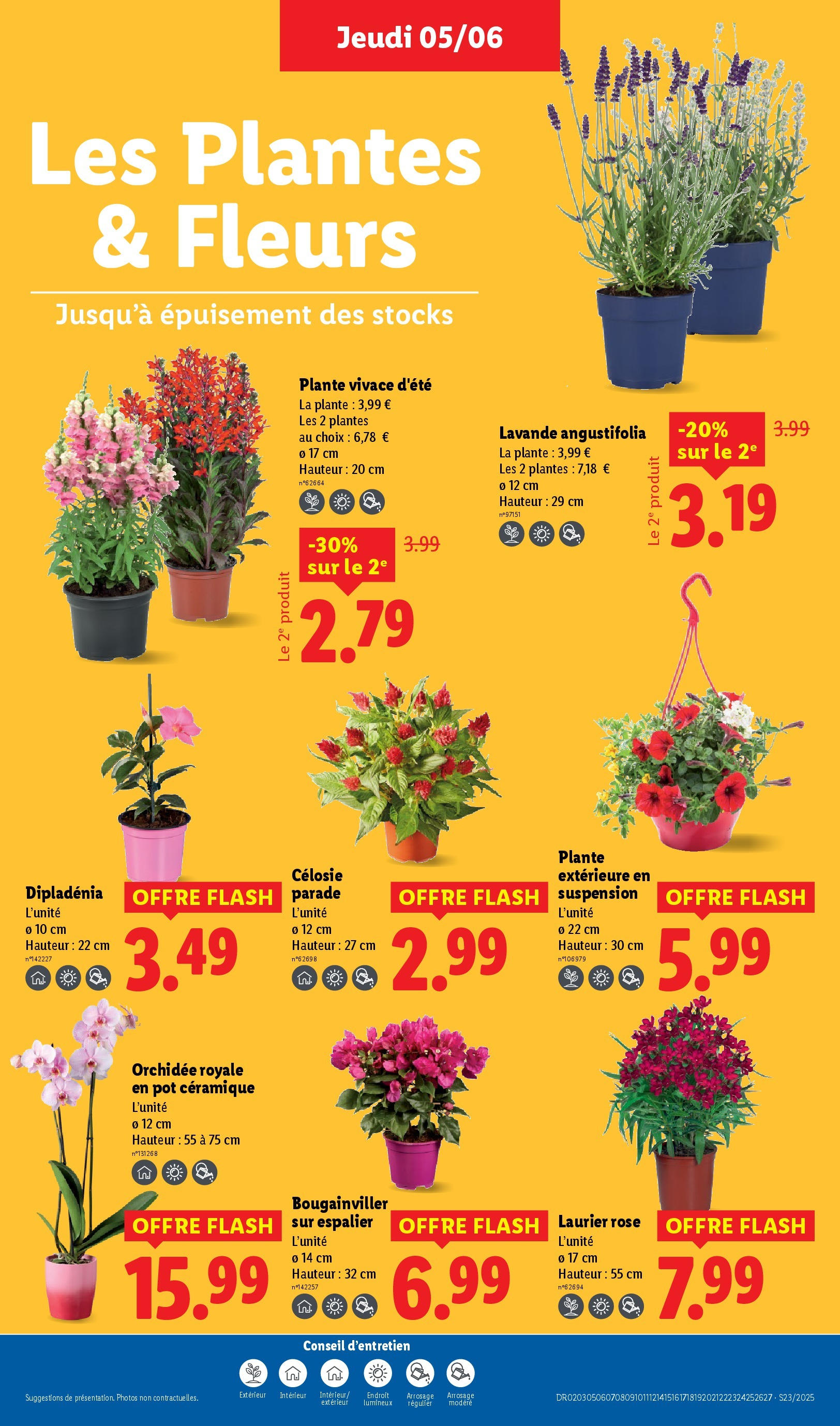 Catalogue LIDL du 04/06/2025 | Promo prospectus en ligne | Page: 29 | Produits: Lavande, Dipladénia, Suspension, Orchidée