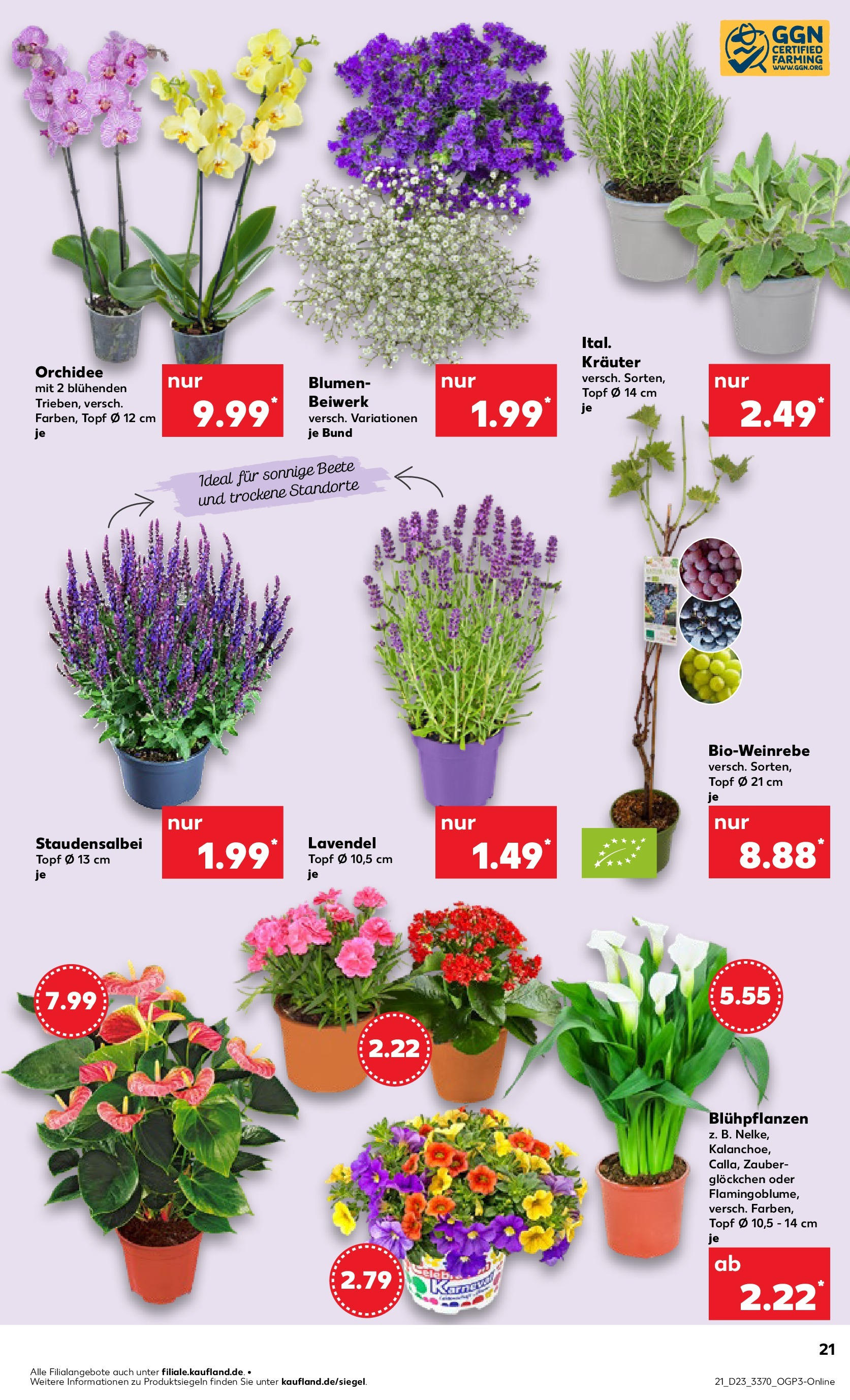 Kaufland prospekt Berlin (ab 05.06.2025) » Angebote Online | Seite: 21 | Produkte: Orchidee, Blumen, Lavendel Kaufland prospekt Berlin (ab 05.06.2025) » Angebote Online zum Blättern | Seite: 21 | Produkte: Orchidee, Blumen, Lavendel