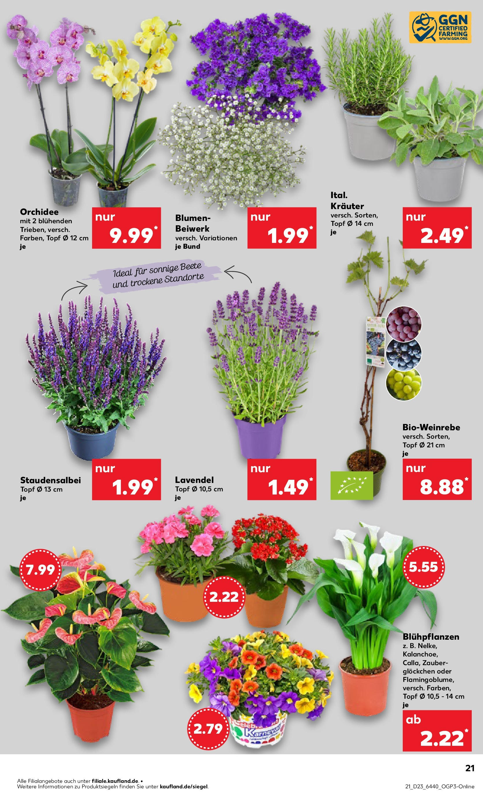 Kaufland prospekt Aschaffenburg (ab 05.06.2025) » Angebote Online | Seite: 21 | Produkte: Orchidee, Blumen, Lavendel Kaufland prospekt Aschaffenburg (ab 05.06.2025) » Angebote Online zum Blättern | Seite: 21 | Produkte: Orchidee, Blumen, Lavendel