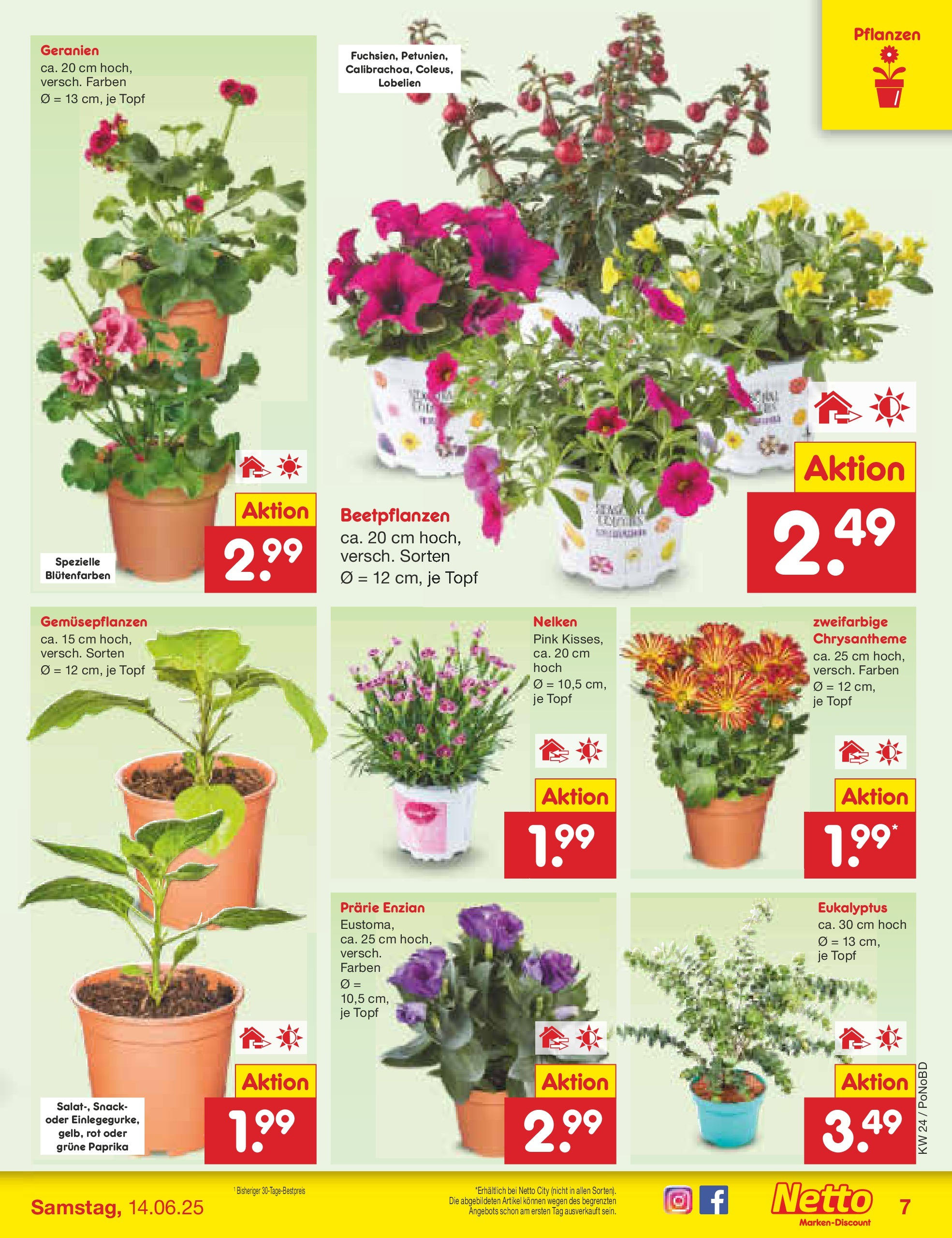 Netto Marken-Discount prospekt Selb (ab 10.06.2025) » Angebote | Seite: 7 | Produkte: Geranien, Paprika Netto Marken-Discount prospekt Selb (ab 10.06.2025) » Angebote | Seite: 7 | Produkte: Geranien, Paprika
