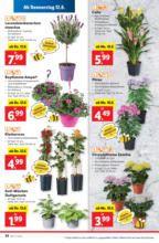 Lidl Österreich Lidl: Flugblatt in deiner Nähe - ab 12.06.2025