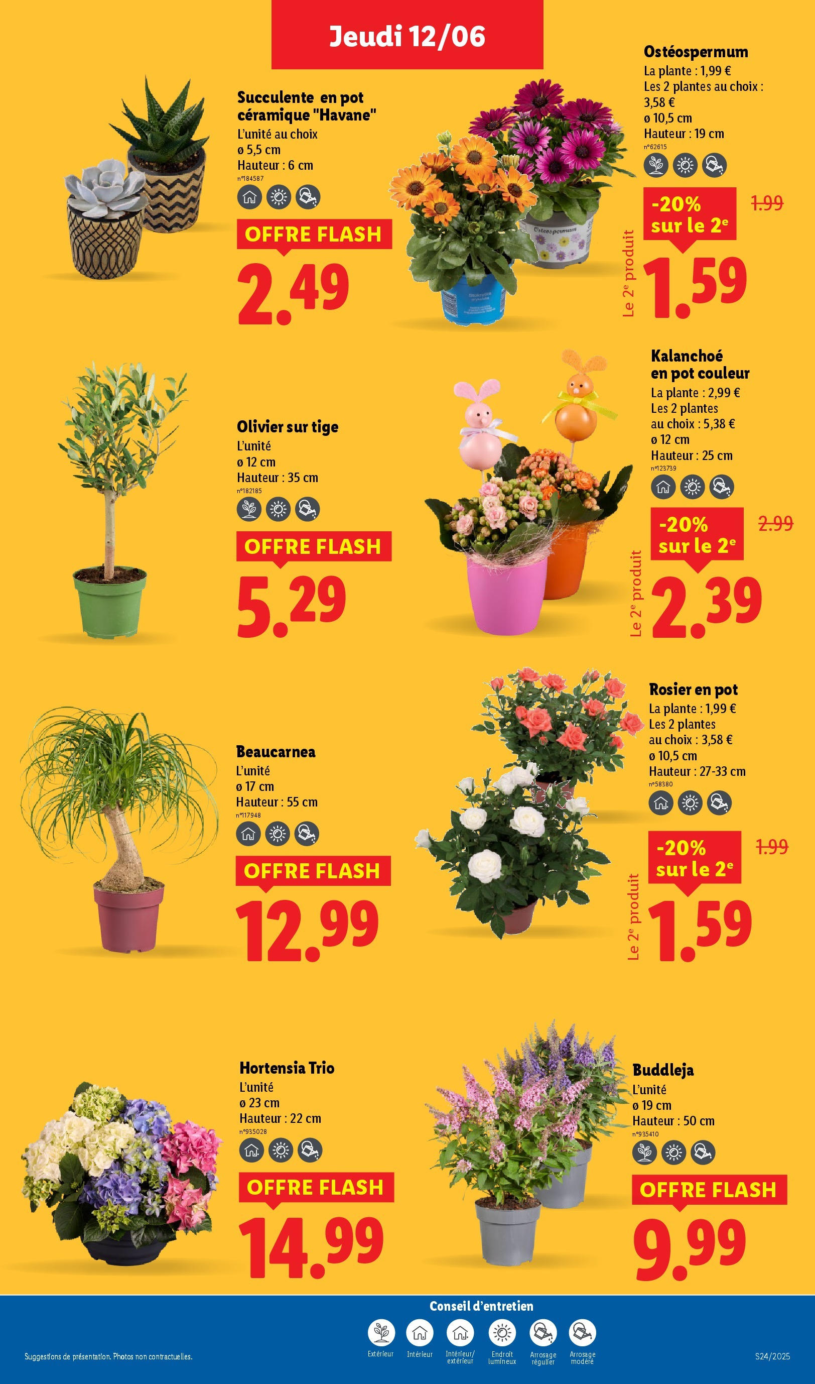 Catalogue LIDL du 12/06/2025 | Promo prospectus en ligne | Page: 29 | Produits: Olive, Rosier en pot, Plantes, Olivier Catalogue LIDL du 12/06/2025 | Promo prospectus en ligne | Page: 29 | Produits: Olive, Rosier en pot, Plantes, Olivier