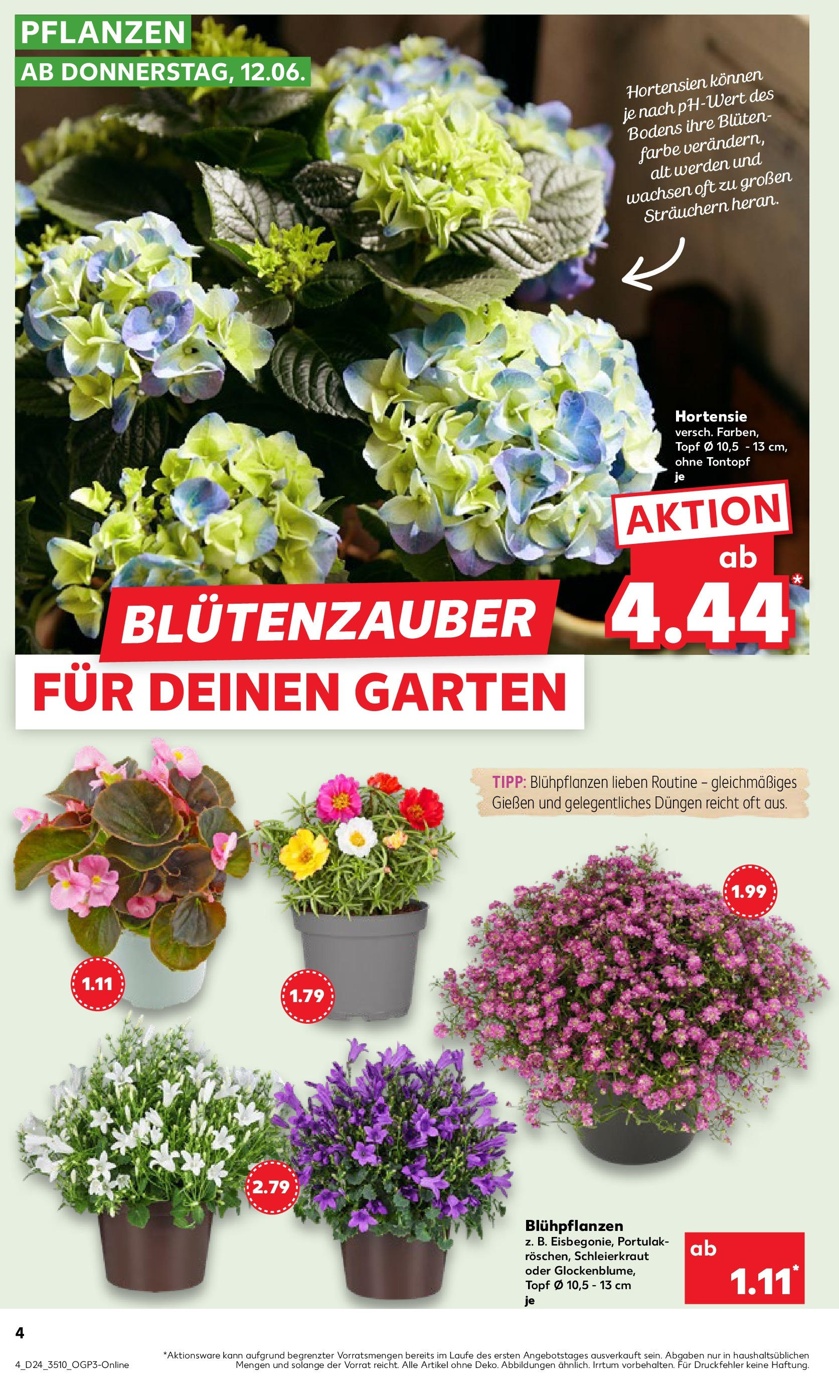Prospekt Kaufland ab 11.06.2025 » Angebote Online zum Blättern | Seite: 4 | Produkte: Hortensie