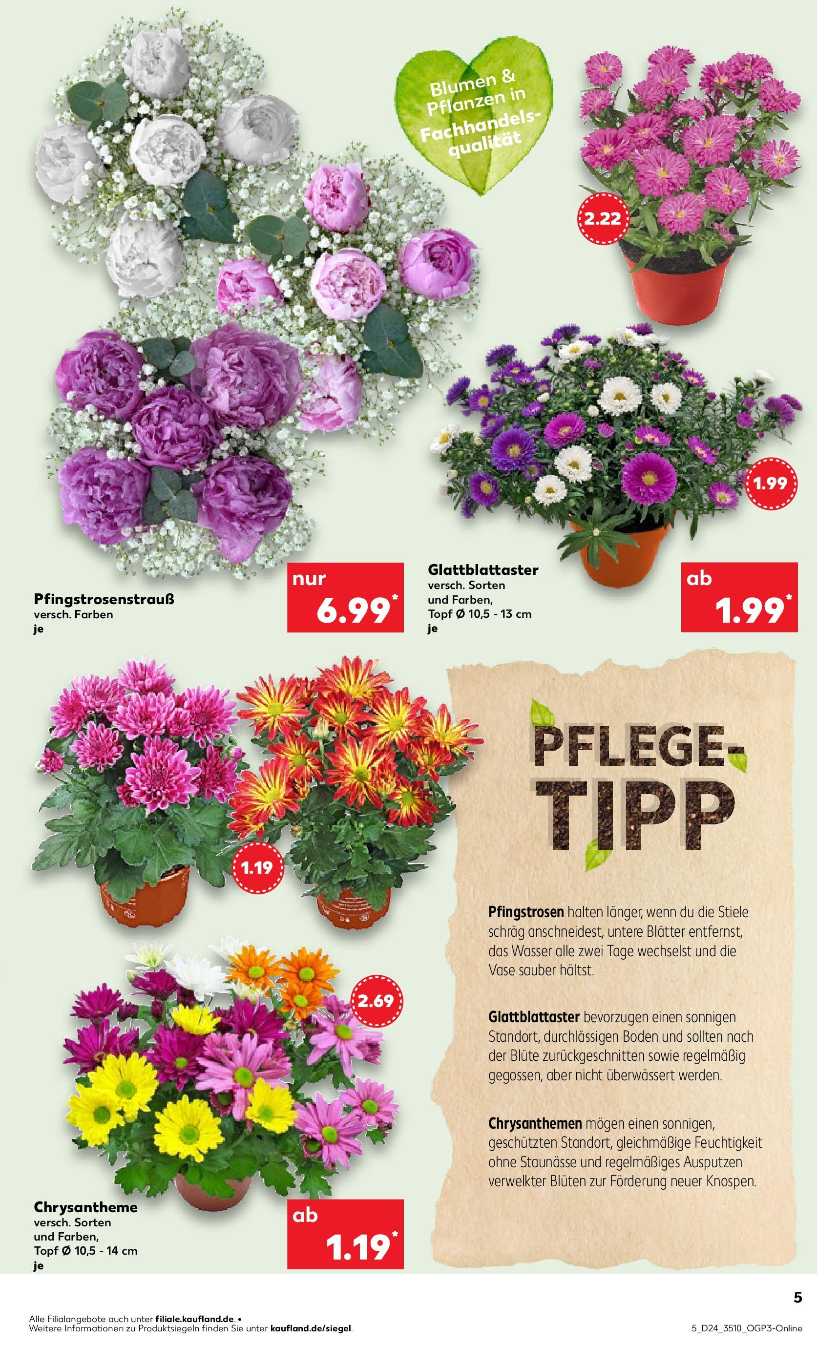 Prospekt Kaufland ab 11.06.2025 » Angebote Online zum Blättern | Seite: 5 | Produkte: Blumen, Vase, Wasser