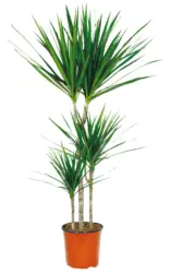 Драцена Маргината Ø21 см