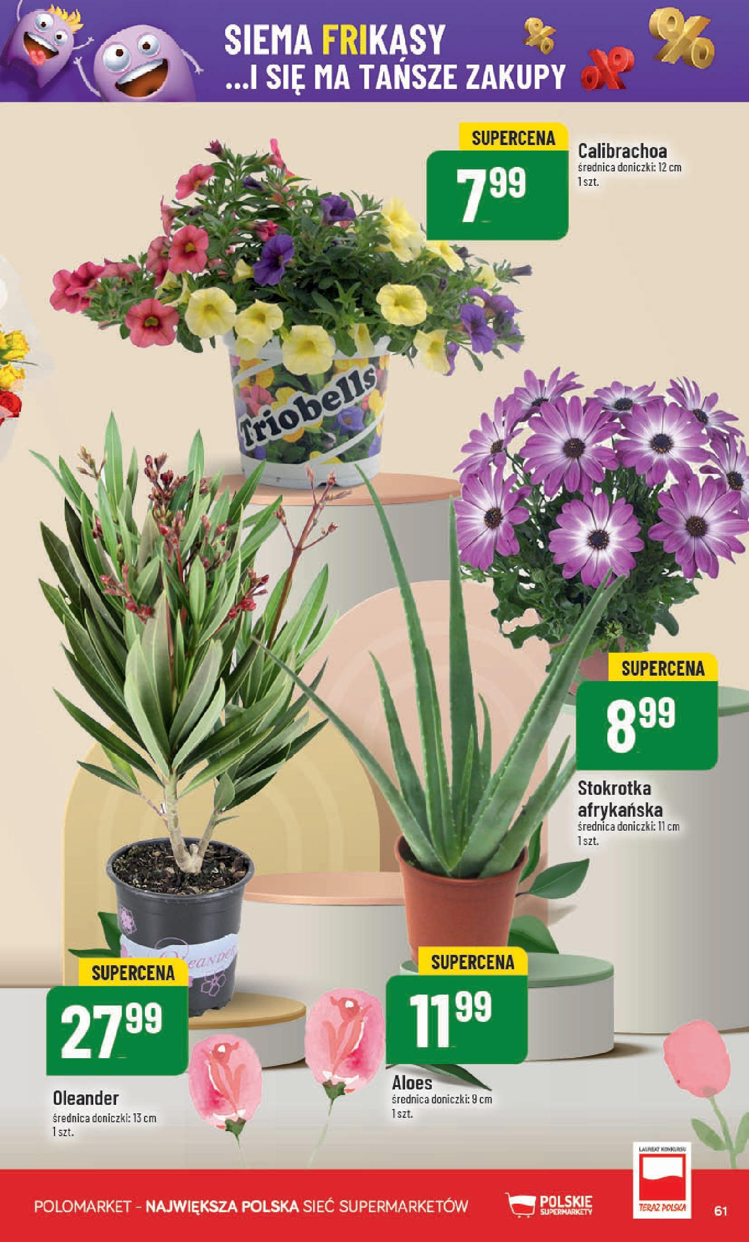 POLOmarket gazetka od jutra (11.06.2025) | Nowa PDF | Strona: 61 | Produkty: Stokrotka, Aloes, Doniczki POLOmarket gazetka od jutra (11.06.2025) - Nowa PDF | Strona: 61 | Produkty: Stokrotka, Aloes, Doniczki