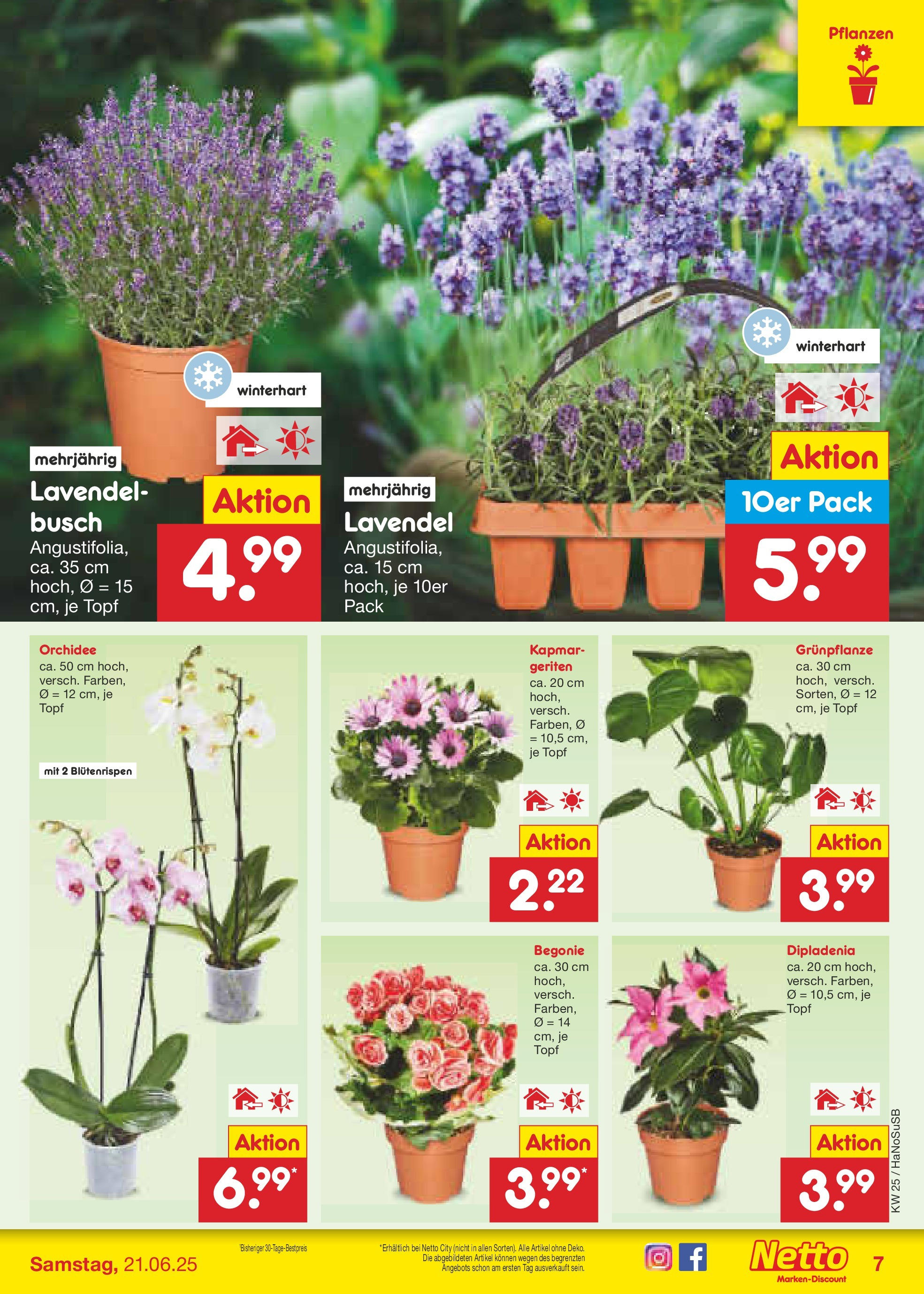 Netto Marken-Discount prospekt Schwerte-Geisecke (ab 15.06.2025) » Angebote | Seite: 7 | Produkte: Orchidee, Lavendel Netto Marken-Discount prospekt Schwerte-Geisecke (ab 15.06.2025) » Angebote | Seite: 7 | Produkte: Orchidee, Lavendel