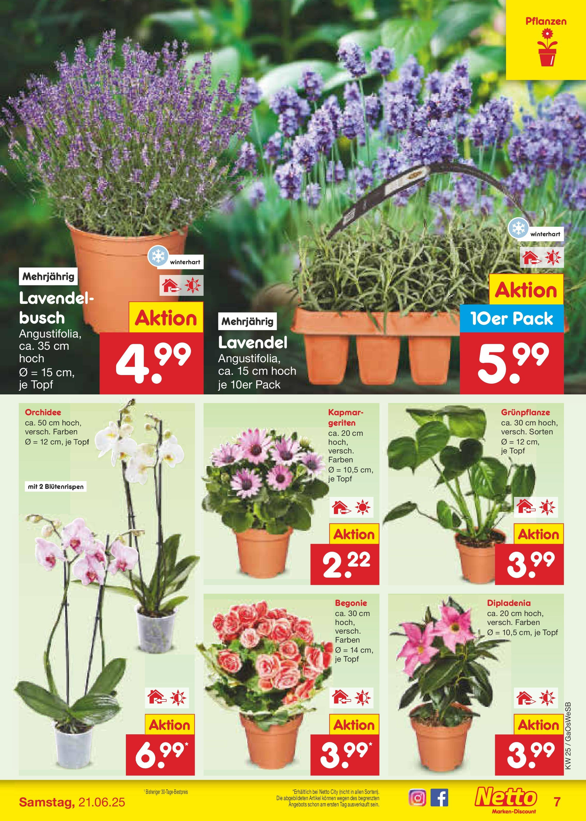 Netto Marken-Discount prospekt Bremen-Lesum (ab 15.06.2025) » Angebote | Seite: 7 | Produkte: Orchidee, Lavendel Netto Marken-Discount prospekt Bremen-Lesum (ab 15.06.2025) » Angebote | Seite: 7 | Produkte: Orchidee, Lavendel