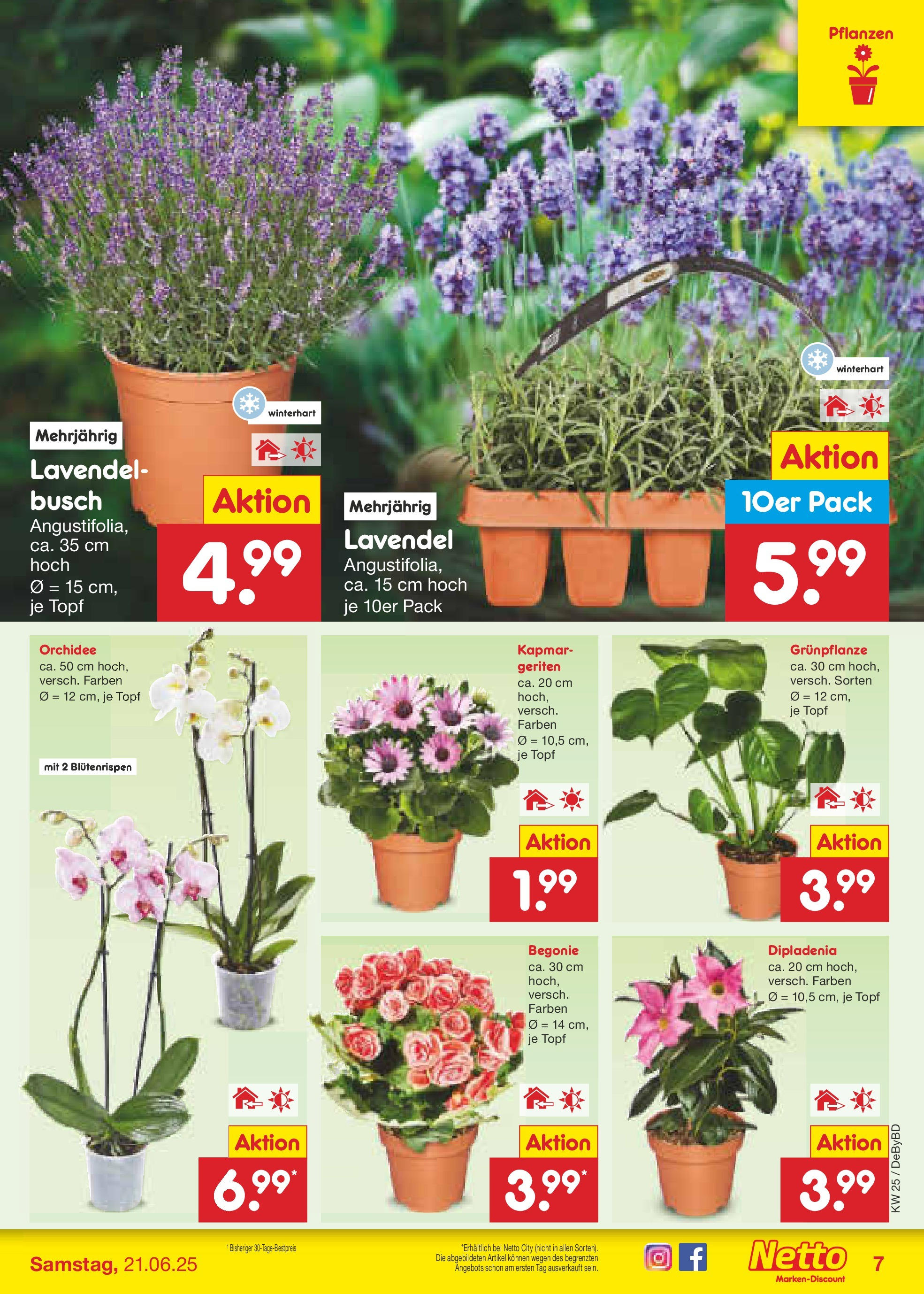 Netto Marken-Discount prospekt Buttenwiesen (ab 15.06.2025) » Angebote | Seite: 7 | Produkte: Orchidee, Lavendel Netto Marken-Discount prospekt Buttenwiesen (ab 15.06.2025) » Angebote | Seite: 7 | Produkte: Orchidee, Lavendel