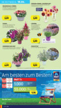 HOFER HOFER: Flugblatt - bis 19.06.2025