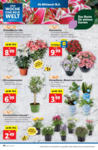 Lidl Österreich Lidl: Flugblatt in deiner Nähe - ab 18.06.2025